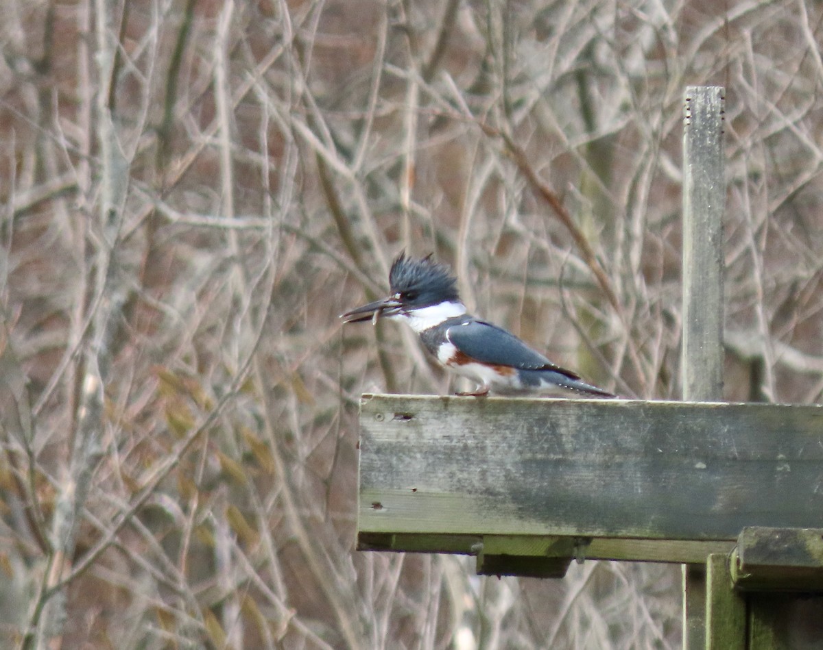 Belted Kingfisher - ML557395761