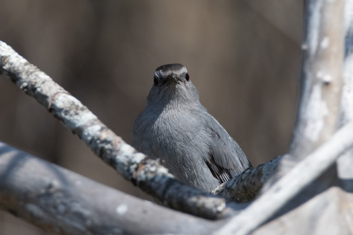 Gray Catbird - ML557397061