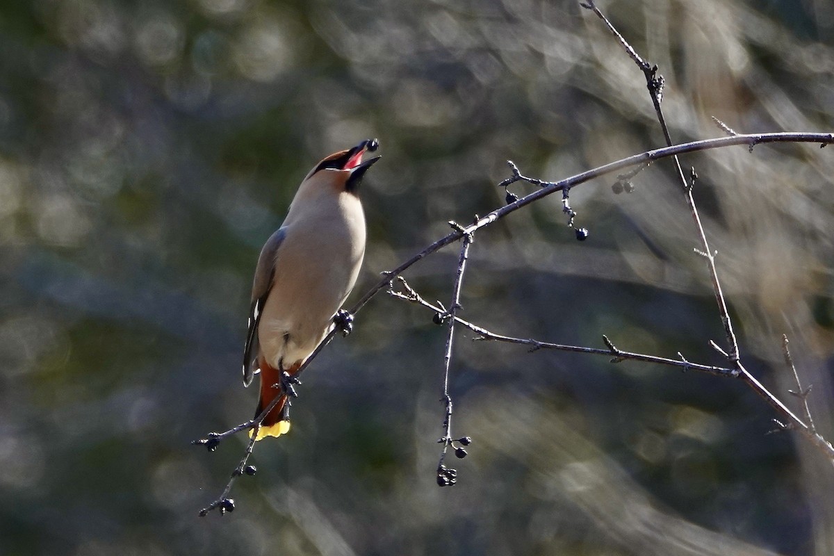 Bohemian Waxwing - ML557397101