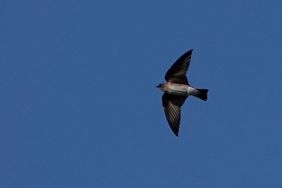 Northern Rough-winged Swallow - ML557397201