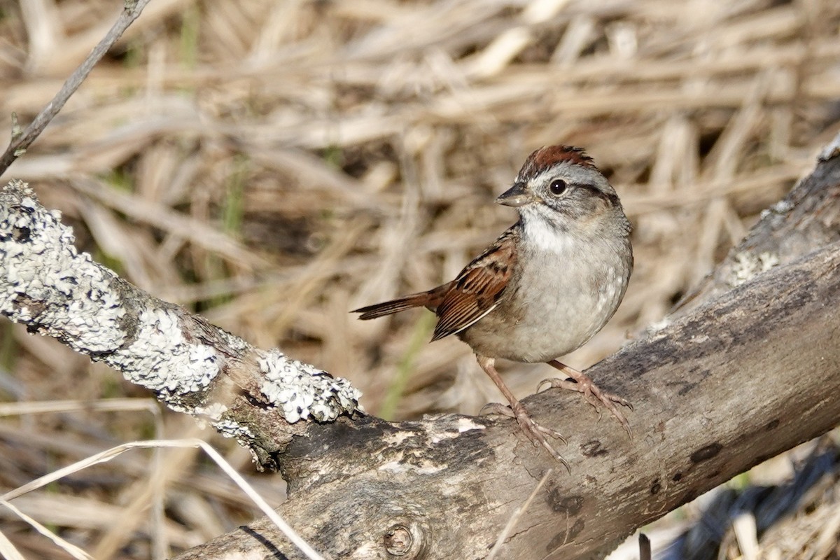 Swamp Sparrow - Russ  And Theresa