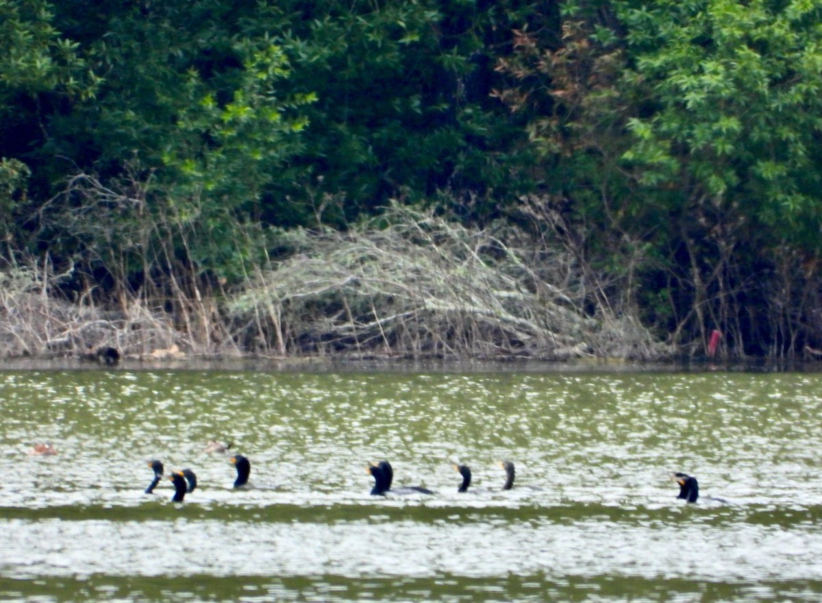 Double-crested Cormorant - ML557398461