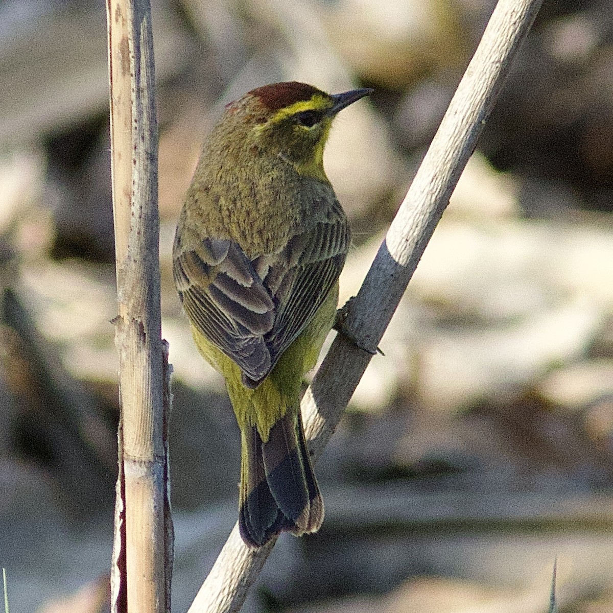 Paruline à couronne rousse - ML557398811