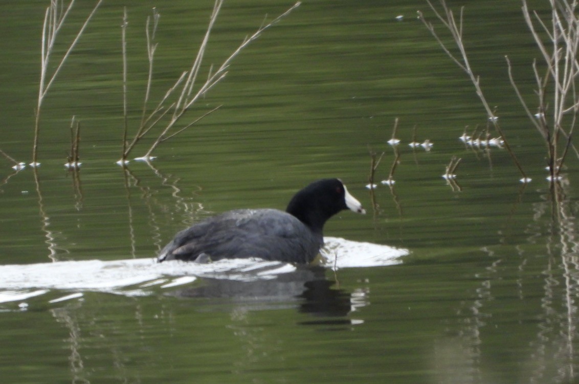 American Coot - ML557399431