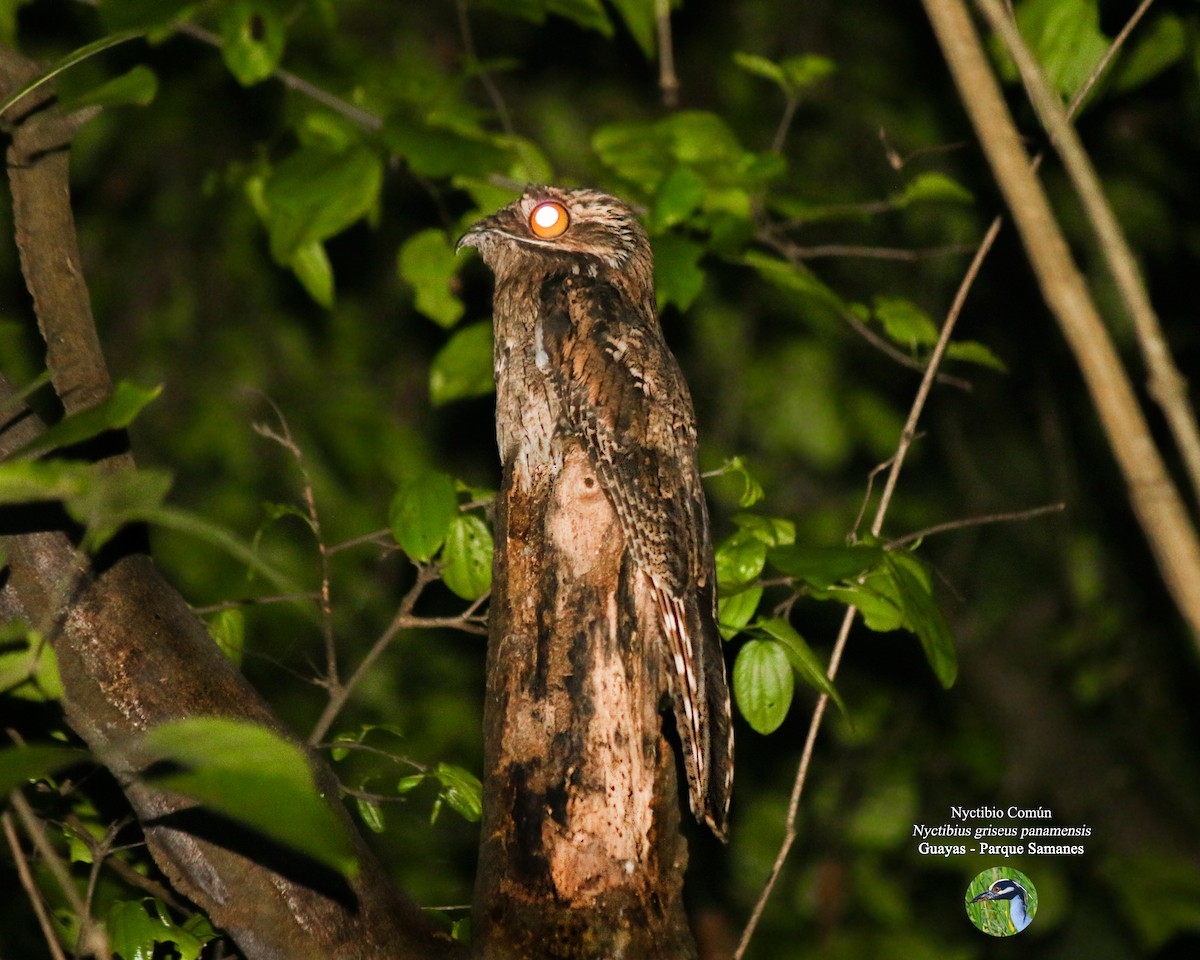 Common Potoo - ML55739971