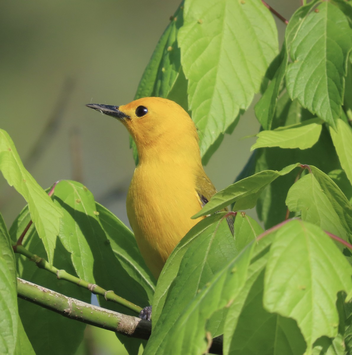 Prothonotary Warbler - ML557399771