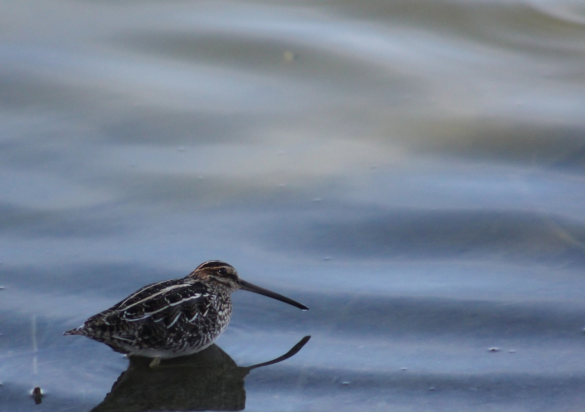 Wilson's Snipe - ML557401481