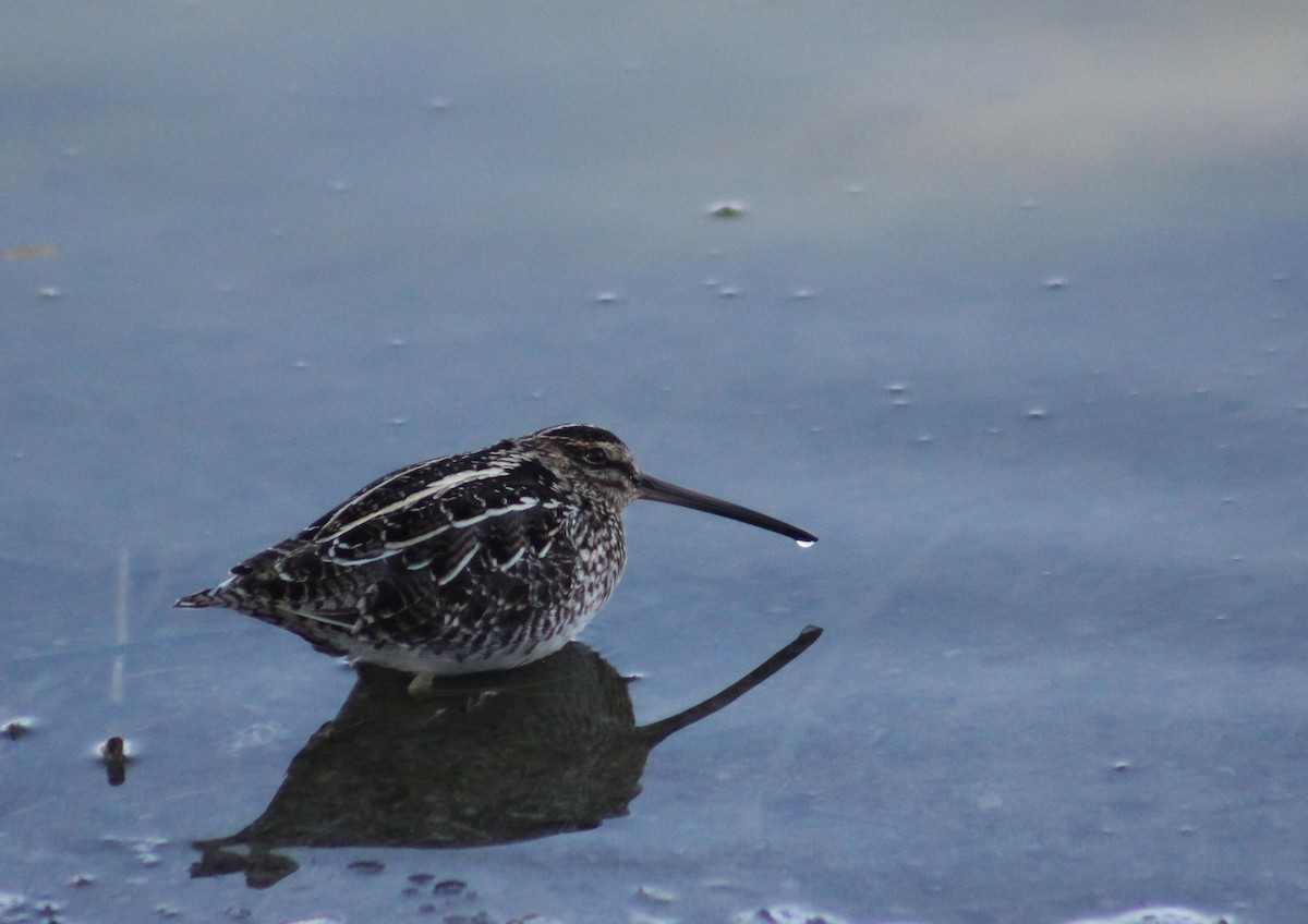 Wilson's Snipe - ML557401491