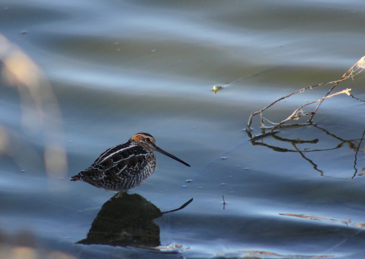 Wilson's Snipe - ML557401501