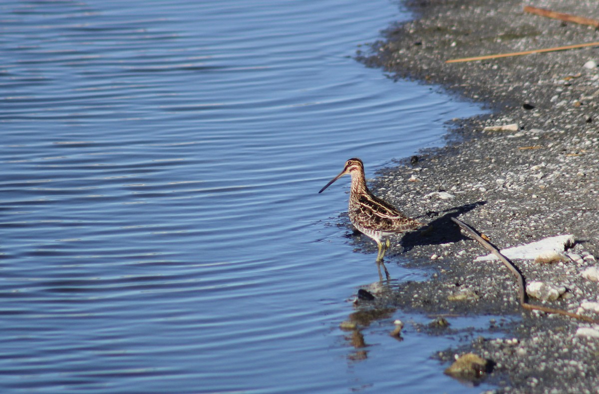 Wilson's Snipe - ML557401511