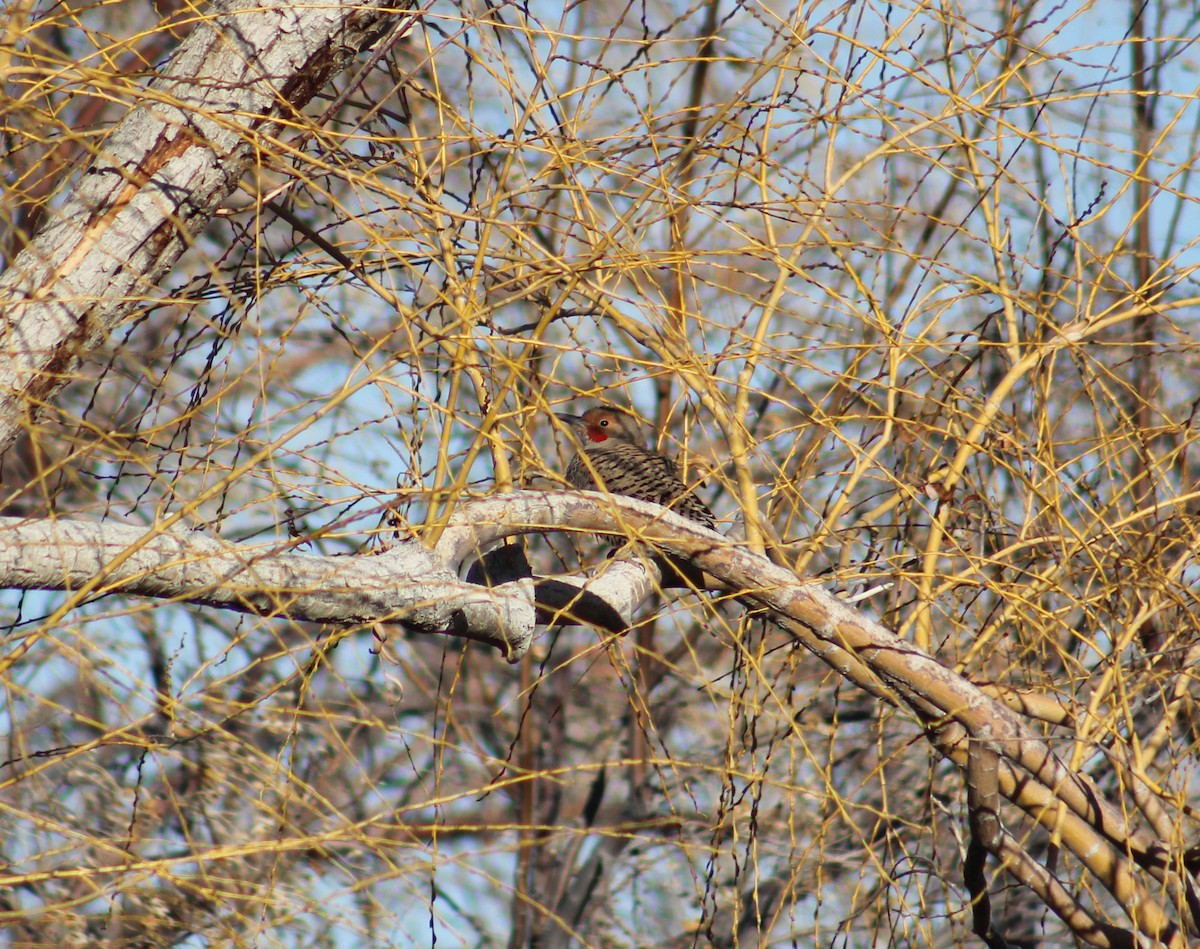 Northern Flicker (Red-shafted) - Zach Yoshioka