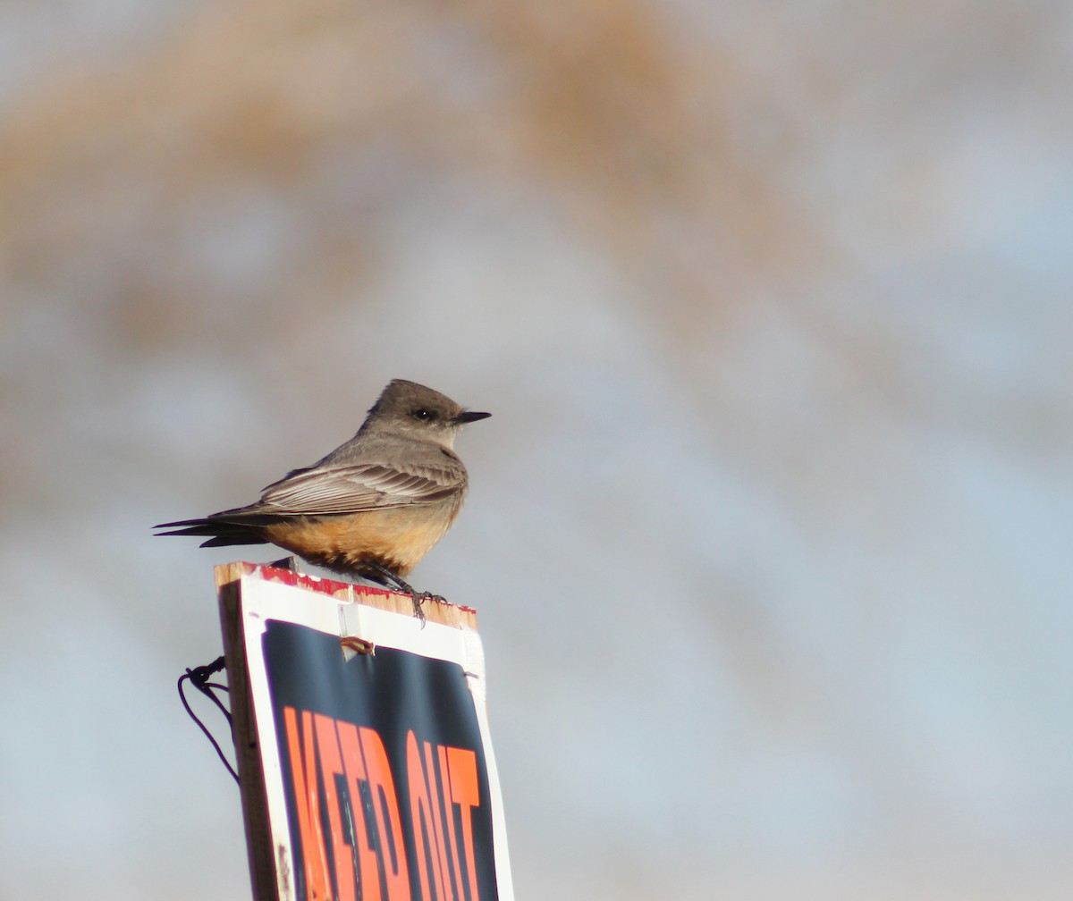 Say's Phoebe - Zach Yoshioka