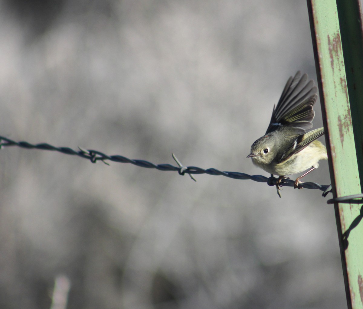 Ruby-crowned Kinglet - ML557401901