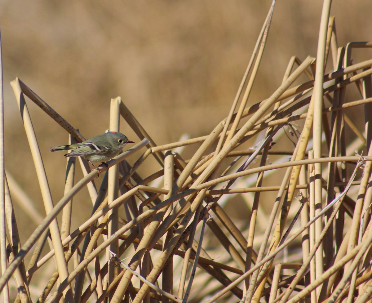 Ruby-crowned Kinglet - Zach Yoshioka