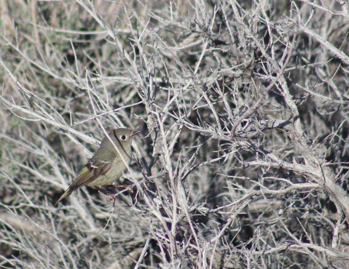 Ruby-crowned Kinglet - ML557401931