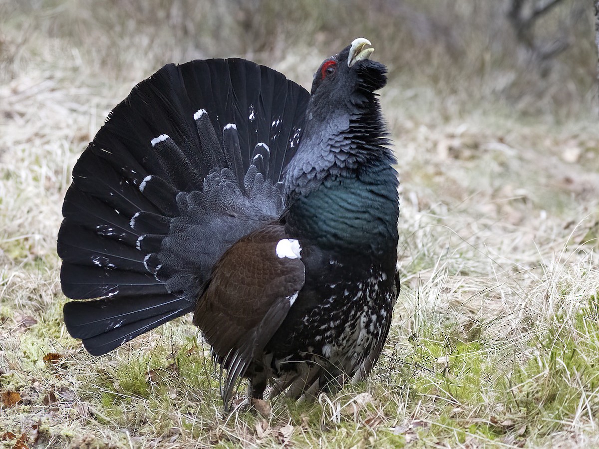 Western Capercaillie - ML557401991