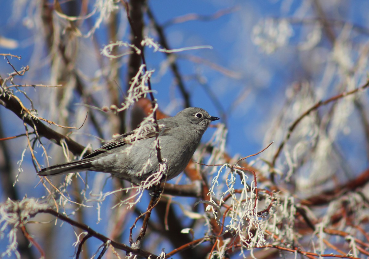 Townsend's Solitaire - Zach Yoshioka