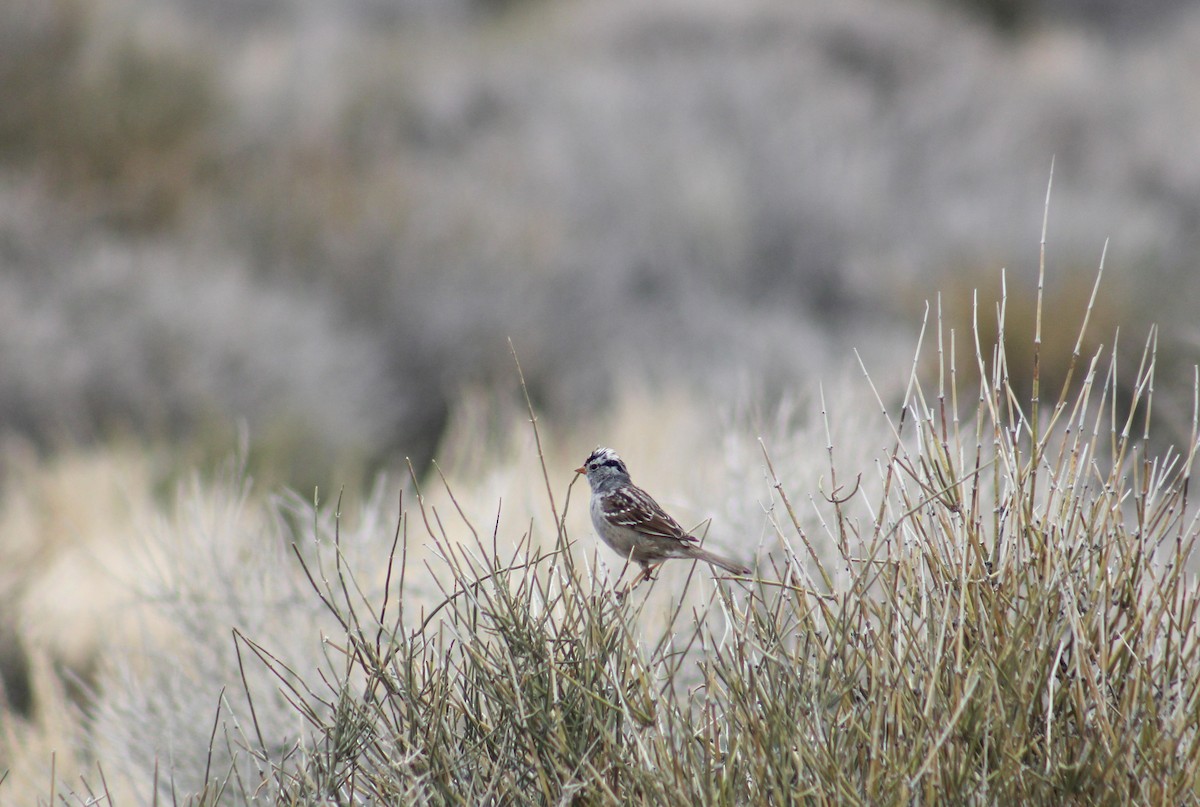 White-crowned Sparrow - ML557402191