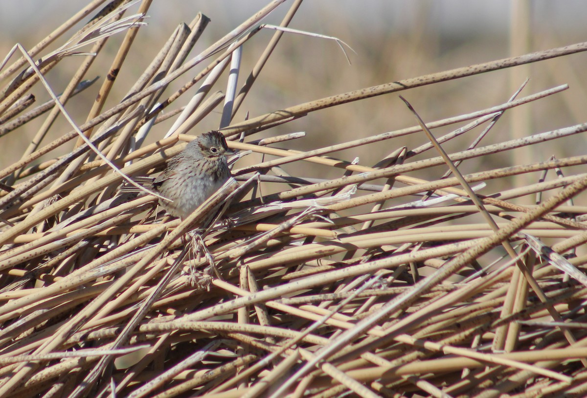 Lincoln's Sparrow - Zach Yoshioka