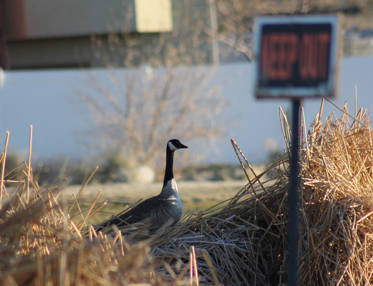 Canada Goose - ML557402641