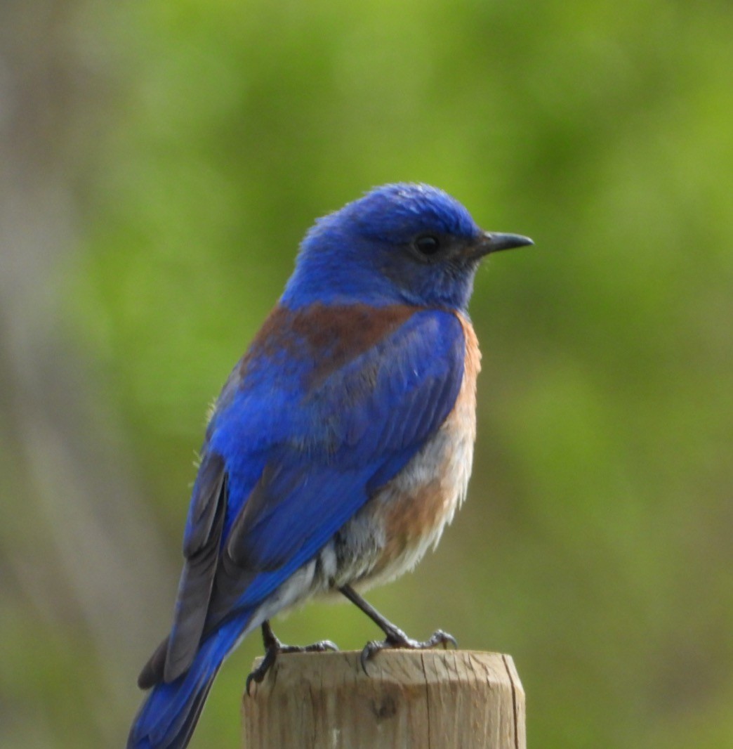 Western Bluebird - ML557402661