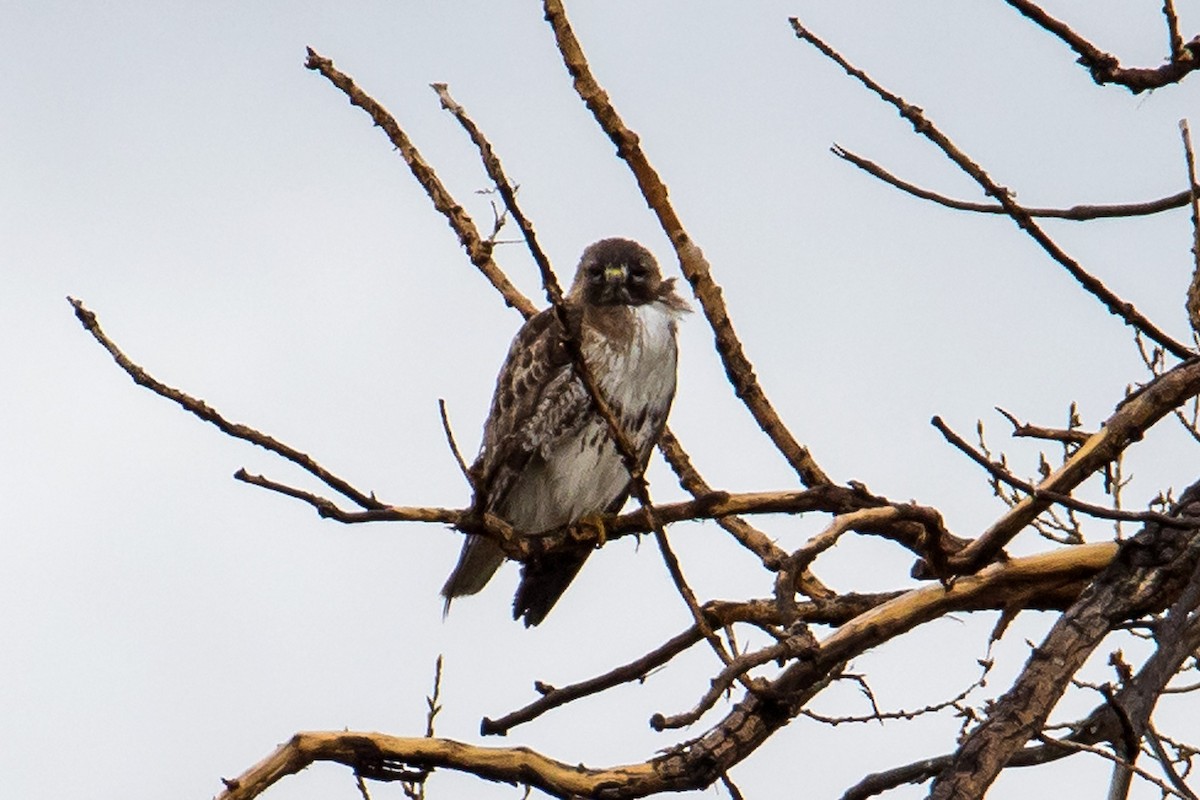 Red-tailed Hawk (borealis) - ML557403041