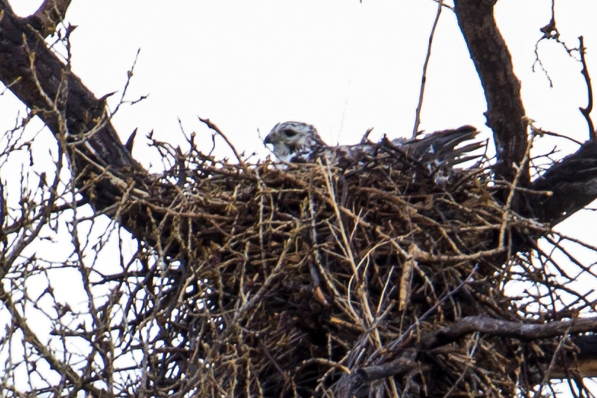 Red-tailed Hawk (Harlan's) - ML557403111