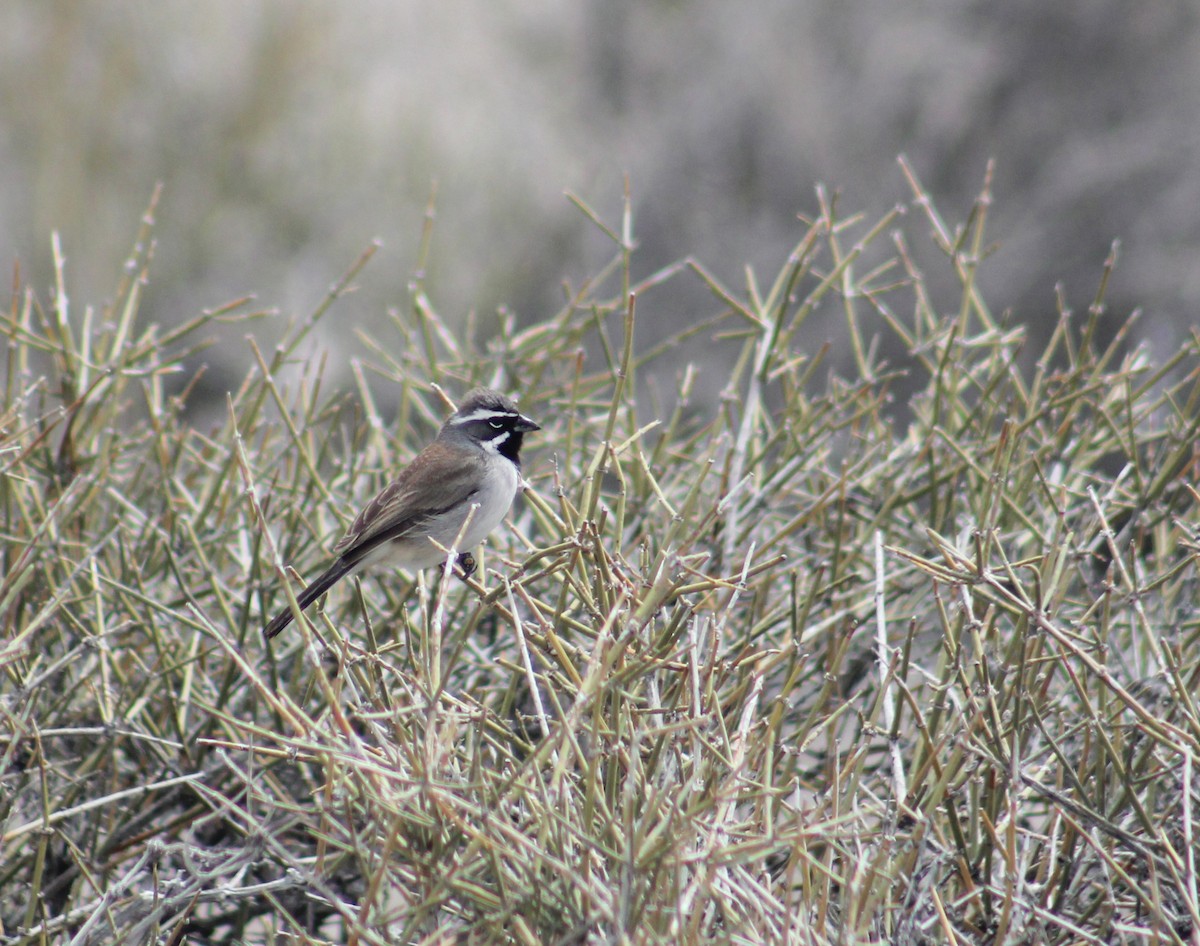 Black-throated Sparrow - Zach Yoshioka