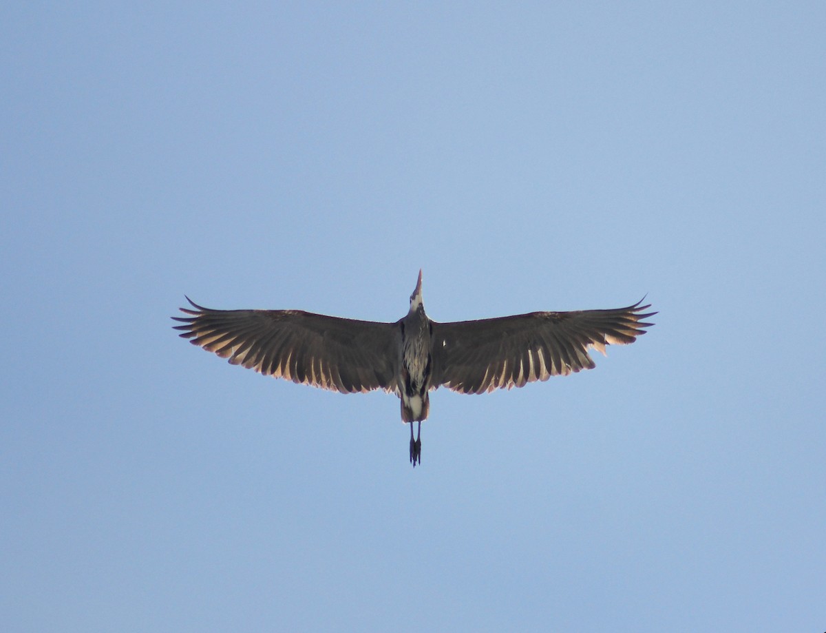 Great Blue Heron - ML557403801