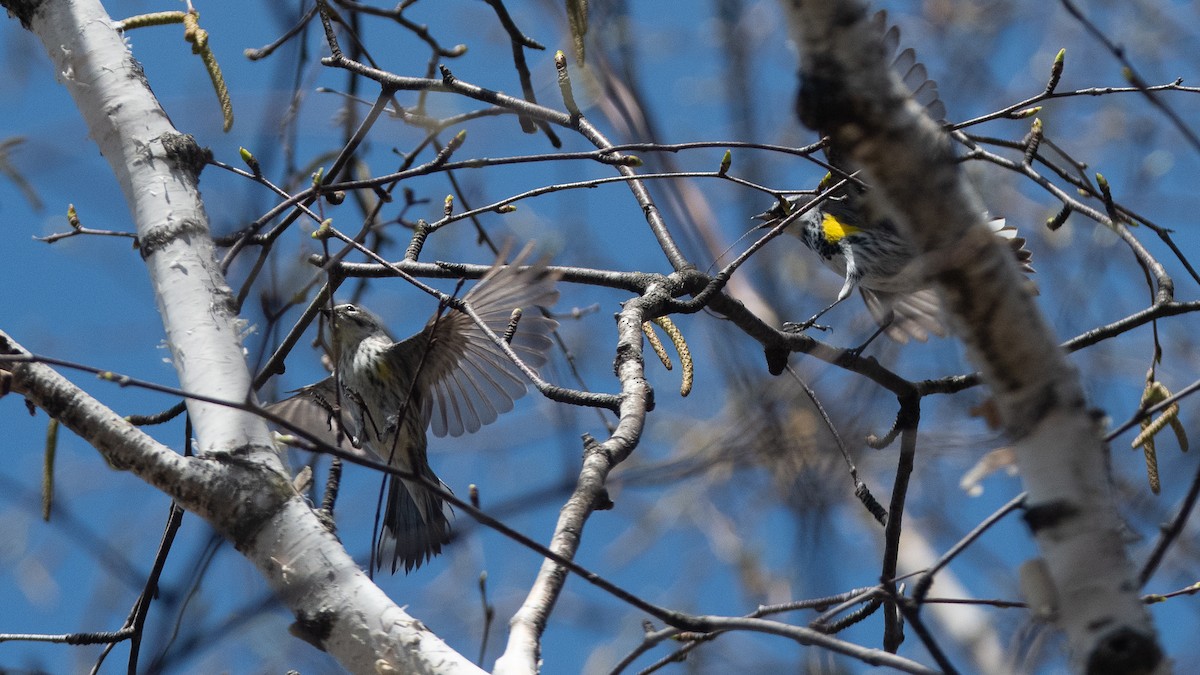 Yellow-rumped Warbler - C. R. C.