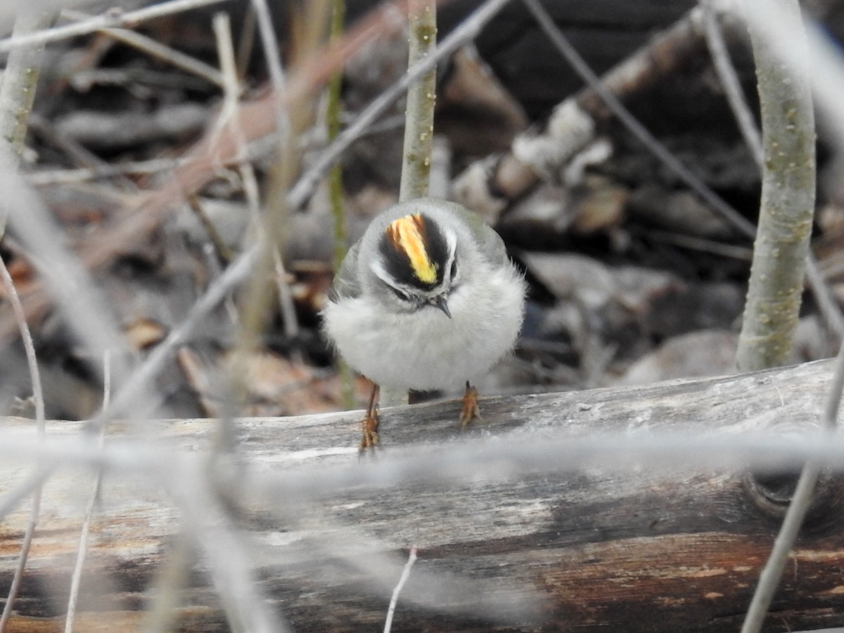 Golden-crowned Kinglet - Gillian Mastromatteo