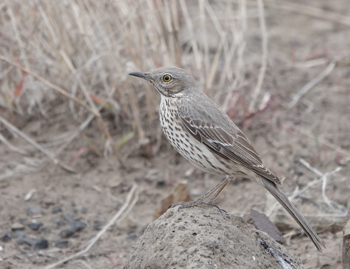 Sage Thrasher - dave koehler