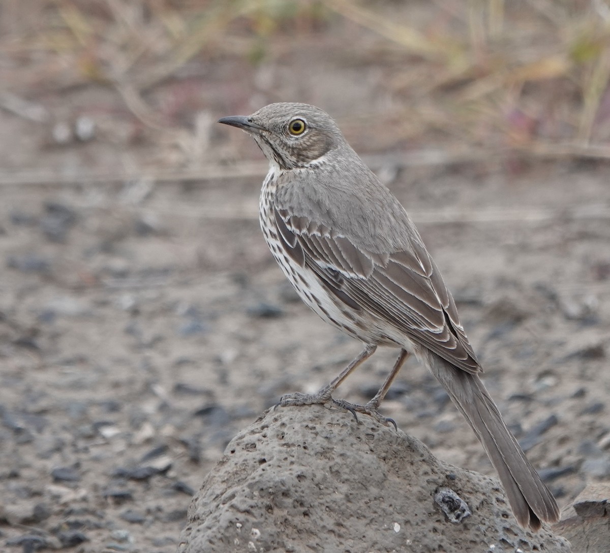 Sage Thrasher - dave koehler