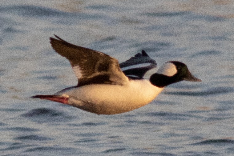 Bufflehead - ML557404801