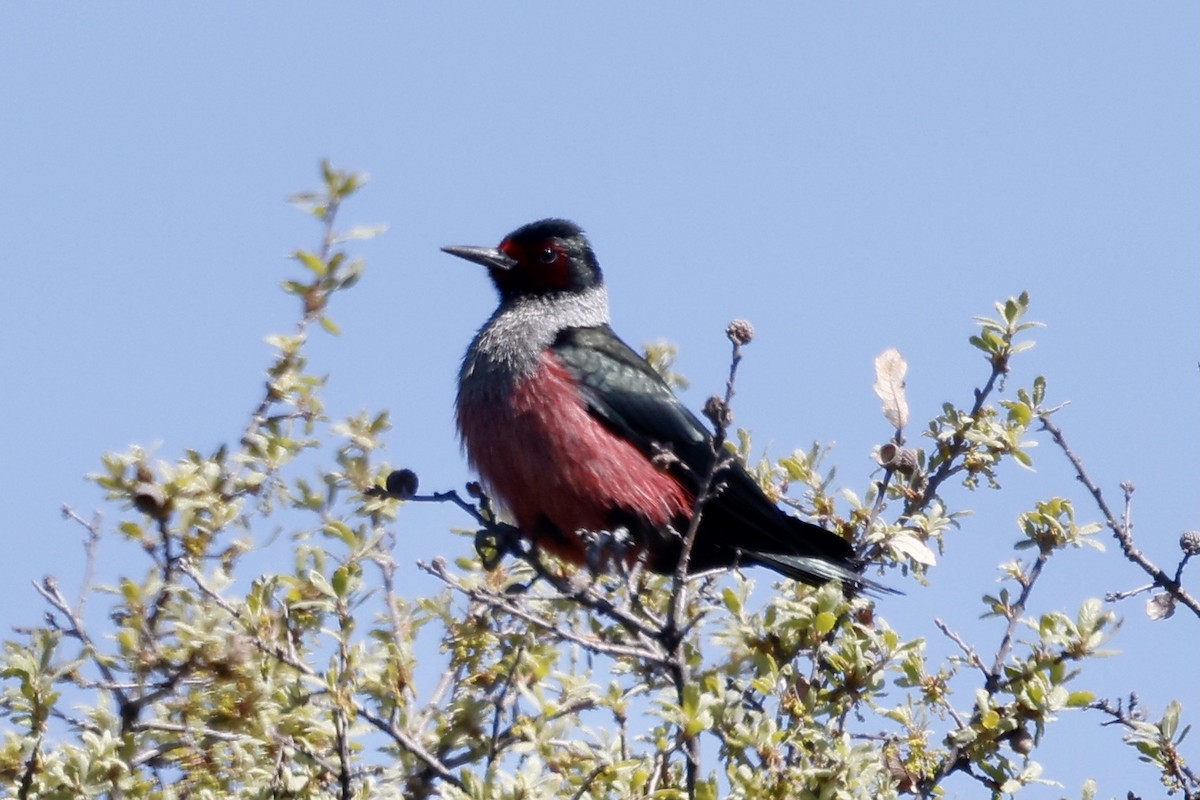 Lewis's Woodpecker - ML557405491