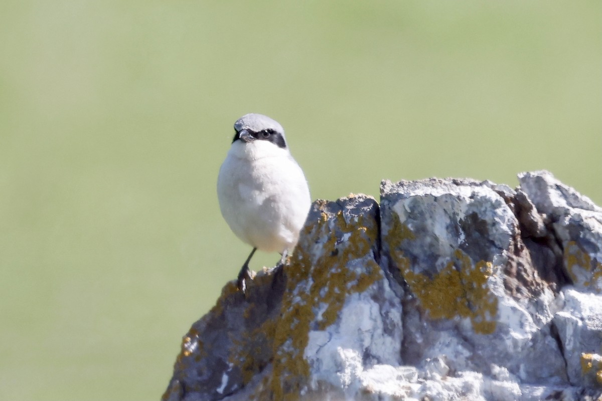 Loggerhead Shrike - ML557405571