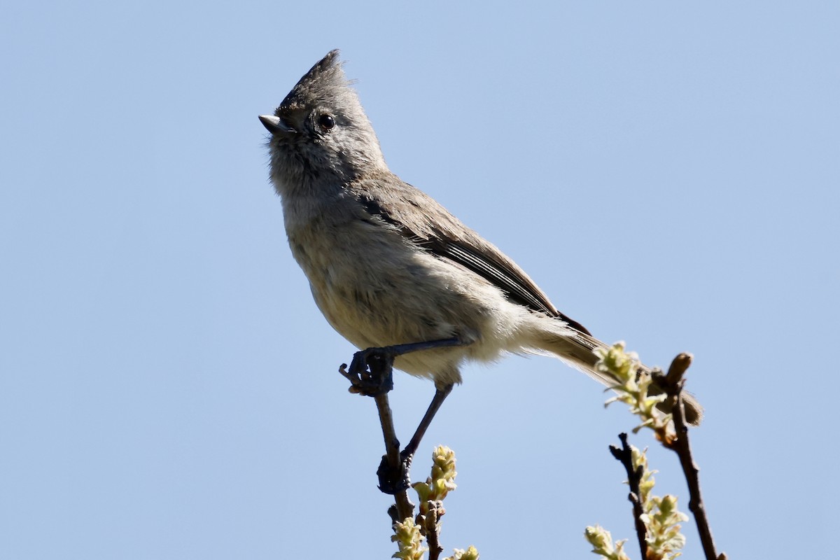 Oak Titmouse - ML557405681