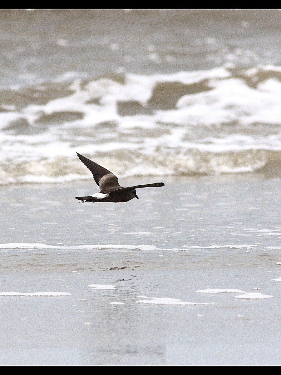 Wilson's Storm-Petrel - William Flatau