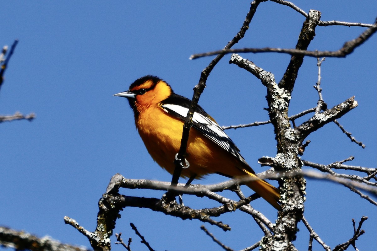 Bullock's Oriole - ML557406261