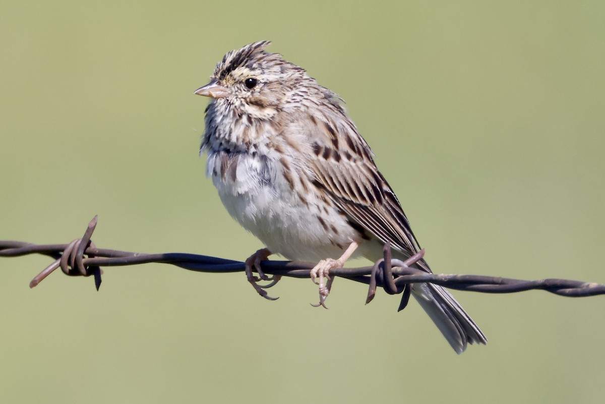 Savannah Sparrow - ML557406381