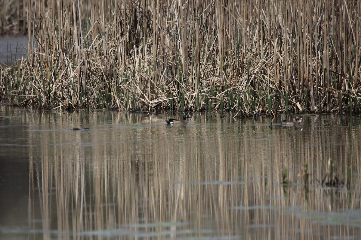 Blue-winged Teal - ML557406401