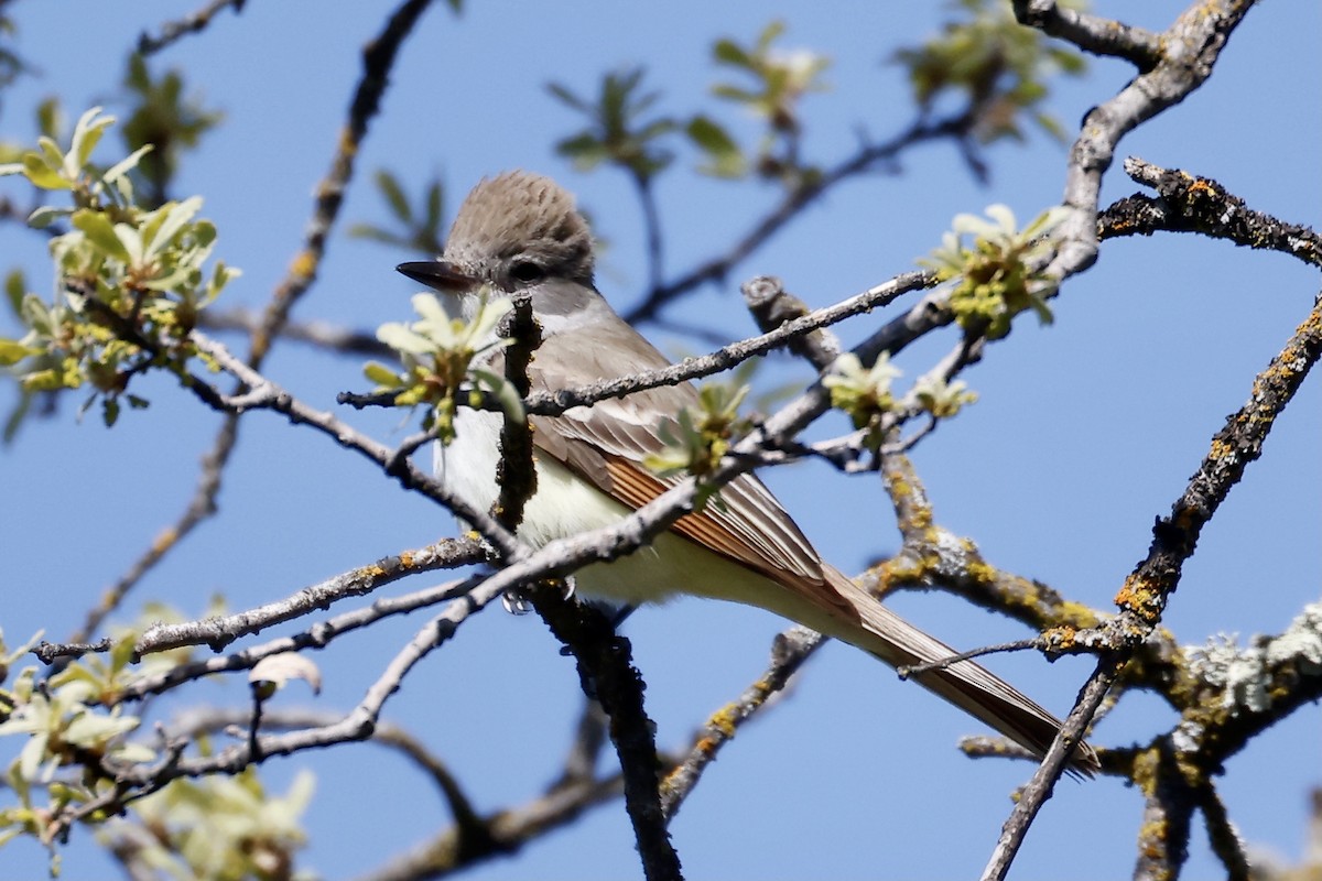 Ash-throated Flycatcher - ML557407131