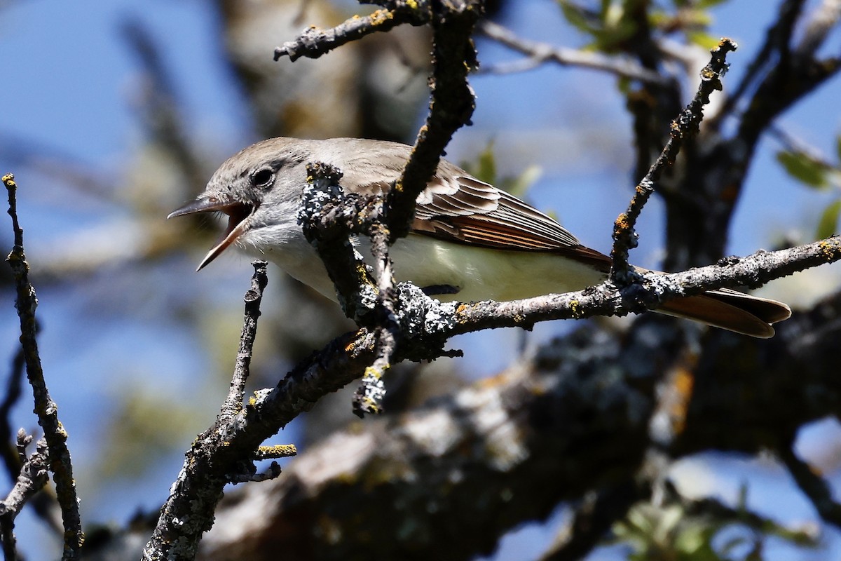 Ash-throated Flycatcher - ML557407141