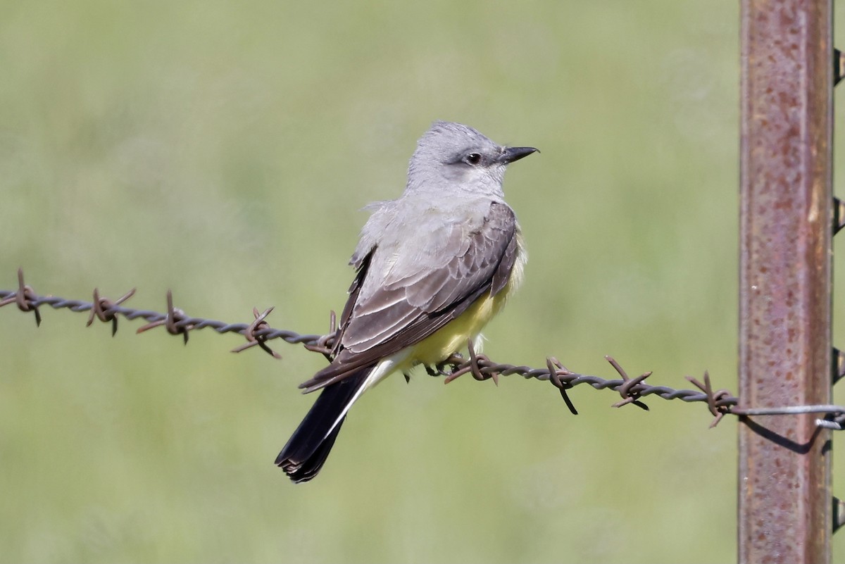 Schmalschnabel-Königstyrann - ML557407331