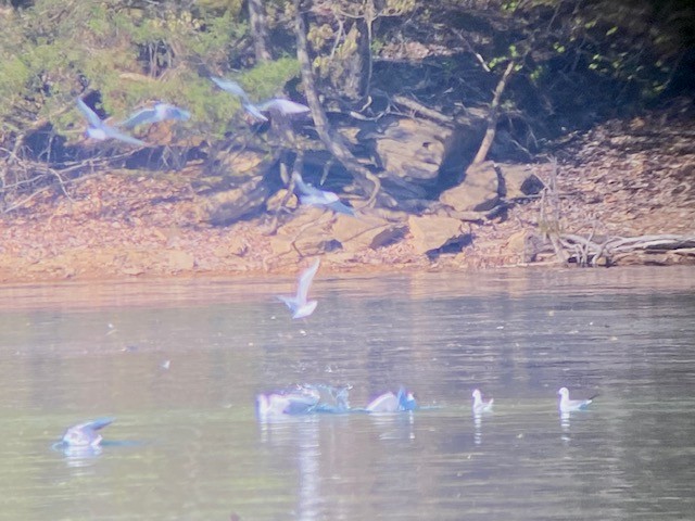 Bonaparte's Gull - ML557407531
