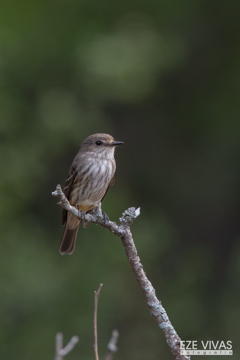 Vermilion Flycatcher - Ezequiel Vivas