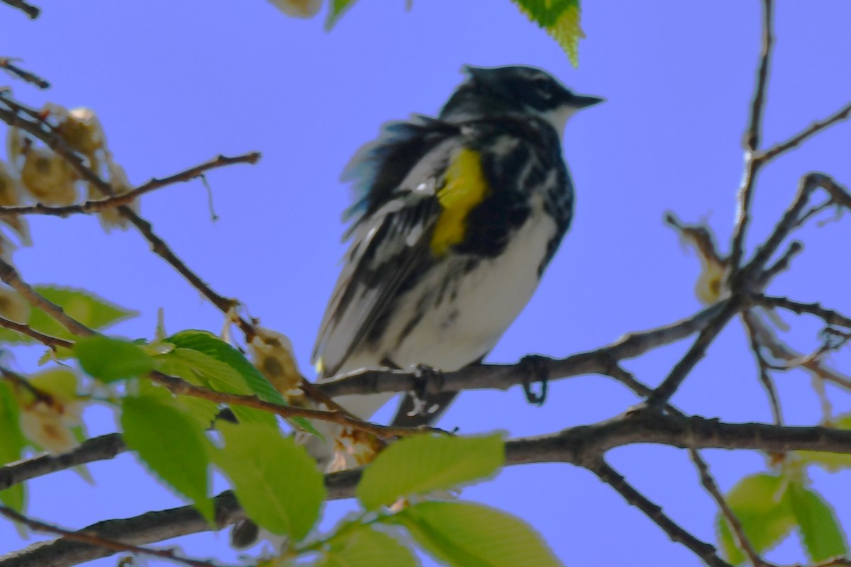 Yellow-rumped Warbler - ML557408241