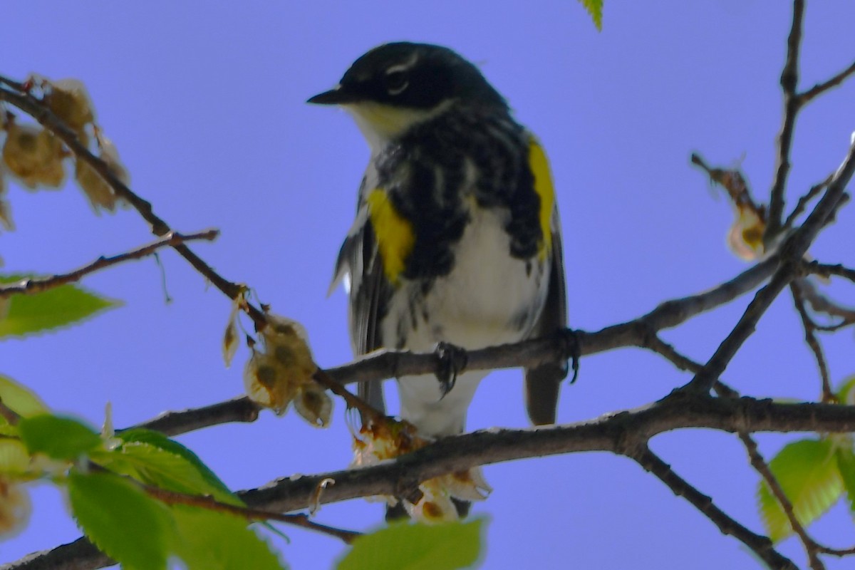 Yellow-rumped Warbler - ML557408251