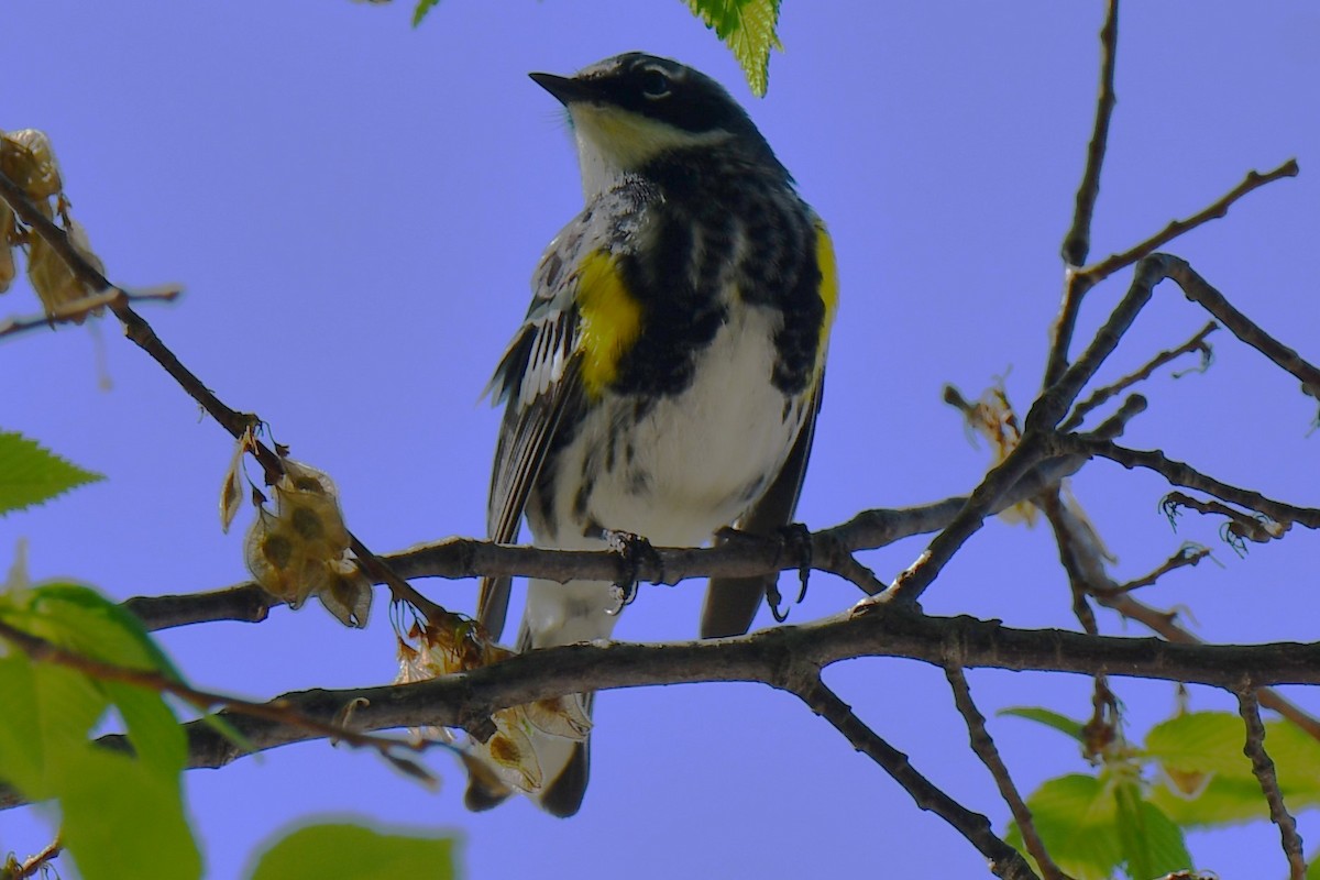 Yellow-rumped Warbler - ML557408261