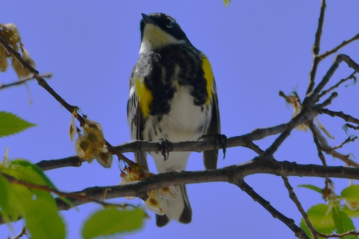 Yellow-rumped Warbler - ML557408271